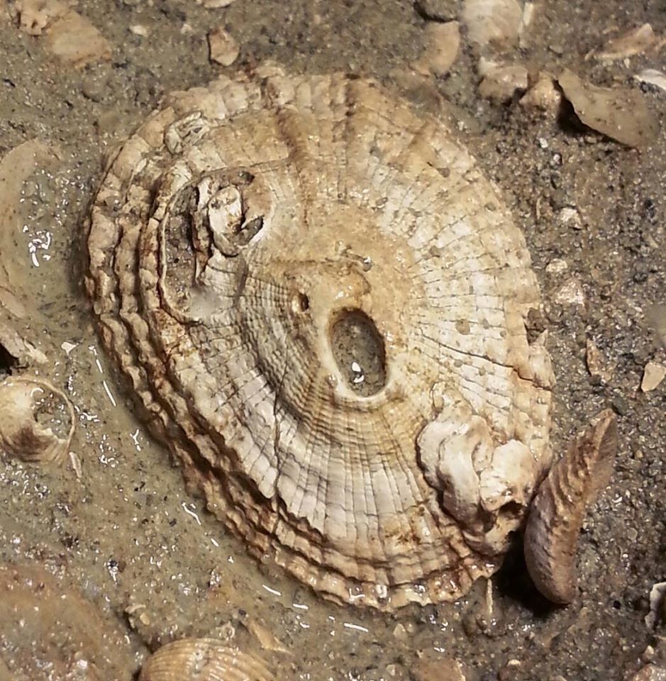 Classificazione: qualcuno mi pu� aiutare?